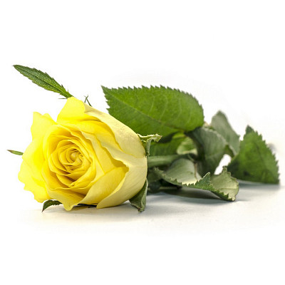 Стол с фотопечатью D_0,9 (flowers 20) round "Амели" - 2